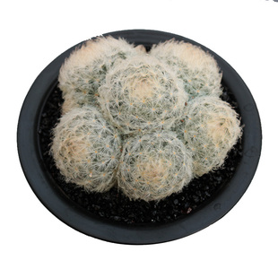 实生白星仙人球 仙人掌软毛多肉植物 开花无刺室内不扎手小盆栽