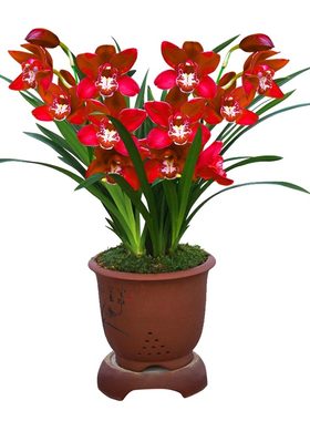 盆栽兰花四季开花客厅阳台浓香
