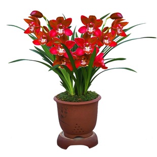 兰花苗蝴蝶兰精品浓香好养君子兰花卉绿植物四季开花客厅阳台盆栽