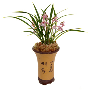 南靖建兰四季兰花苗黄金彩虹朱德素小神童浓香夏带花苞出售花卉