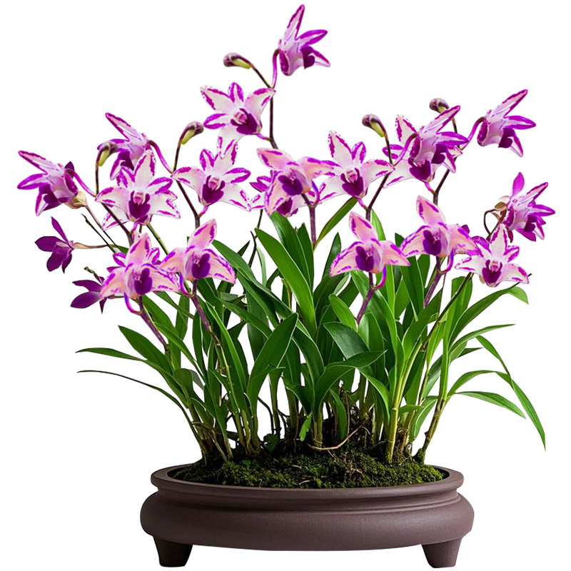 香水石斛兰花盆栽浓香型带花苞客厅办公室内绿植花卉兰花苗四季兰