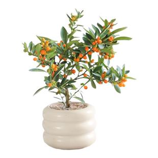 金豆盆景老桩小盆栽树苗带果冬季耐寒植物绿植花卉招财旺财年宵花