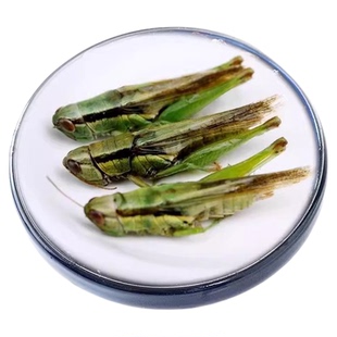 稻谷蚂蚱鲜活速冻稻蝗稻田新鲜绿色冰冻蚱蜢稻蝗虫食用昆虫商用