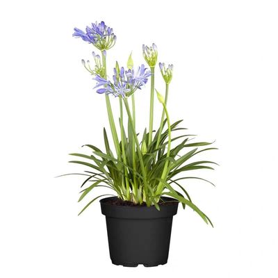 百子莲阳台多年生大苗宿根花卉