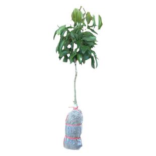 荔枝树苖妃子笑桂味糯米糍无核网红仙进奉南方庭院水果苗果树树苗