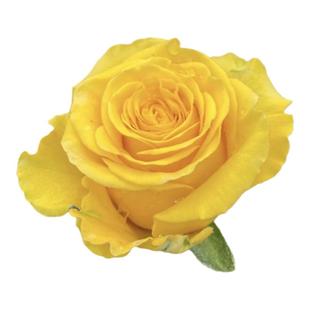 苏格兰黄油月季花苗开花玫瑰花室内阳台盆栽四季好养花卉绿植树苗