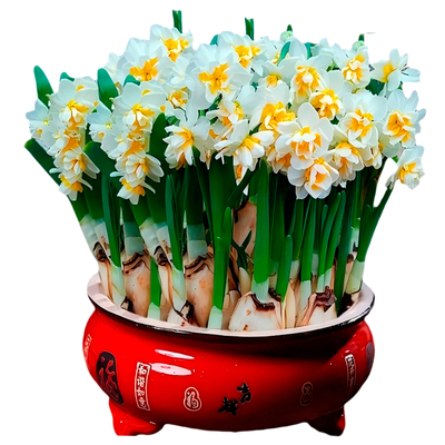 漳州水仙花四季重瓣单瓣大球水培