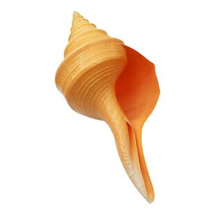 【螺贝艺】澳洲香螺天然贝壳海螺大螺号角贝壳大海螺贝壳吹响螺