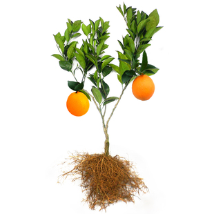 13年老店江西赣南脐橙苗嫁接纽荷尔卡拉血橙水果苗橙子赣州脐橙树