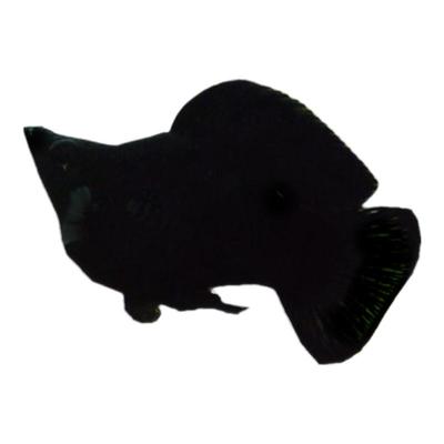 黑皮玛丽胎生清洁活体热带观赏鱼