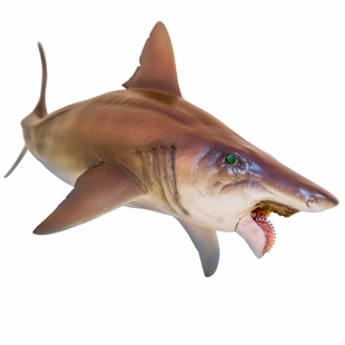 PNSO恐龙大王成长陪伴模型43旋齿鲨海莉海洋动物手办儿童益智礼品