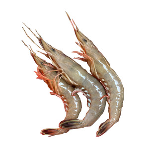 舟山海虾青壳滑皮虾新鲜冷冻海捕活皮虾大条海虾海鲜一斤40头左右