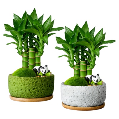 文昌竹富贵竹盆栽发财树绿植办公