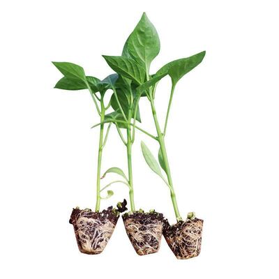 红色小米辣秧苗高产四季辣椒苗朝天椒螺丝椒各种番茄苗蔬菜苗盆栽