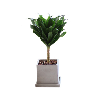 亲爱的绿植 太阳神龙须树密叶朱焦龙血树ins北欧风四季植物小盆栽