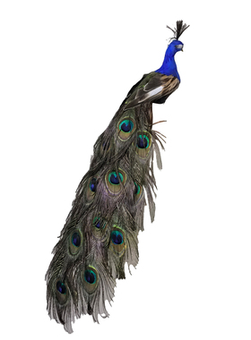 【仿真小孔雀】仿真蓝孔雀动物摆件家居装饰鸟类标本模型真羽毛