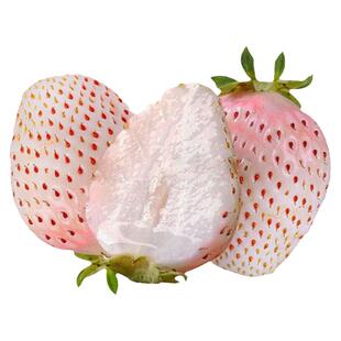 奶油草莓种子水果种籽四季种苗家庭春季秋冬季盆栽草莓种籽孑阳台