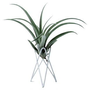 空气凤梨净化空气贝吉硬叶斯科特琥珀虎斑卡比塔塔白毛毛犀牛角