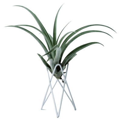 空气凤梨净化空气贝吉硬叶斯科特琥珀虎斑卡比塔塔白毛毛犀牛角