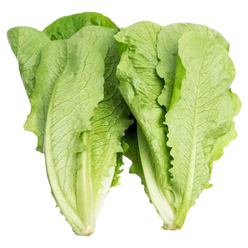 生菜苗带土发货耐冬耐冻活苗秋冬季蔬菜苗子四季南方北方盘栽新鲜