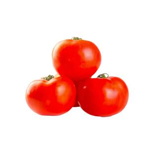 普罗旺斯番茄苗秧沙瓤西红柿苗四季盆栽老品种柿子苗抗病高产水果