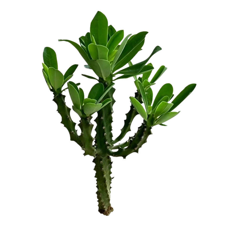 霸王鞭植物仙人掌盆栽多肉老桩苗