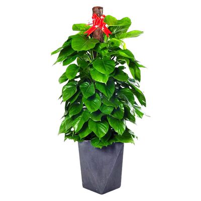 大型绿萝北京发货净化空气美化环