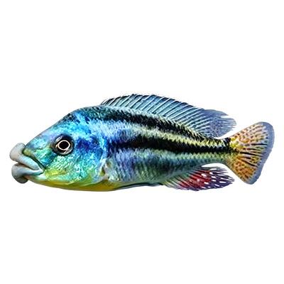 三湖慈鲷大马类鱼 大型淡水热带观赏鱼 活体好养凶猛慈鲷渔场直发