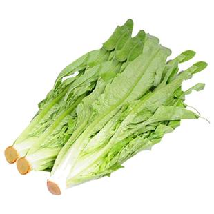 山东寿光蔬菜籽种大全四季油麦菜种籽种子青菜小白菜木耳菜香菜春