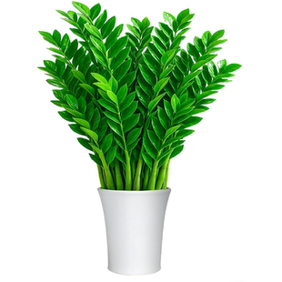 金钱树盆栽客厅大型高级花盆发财树办公室内四季好养活绿植物树苗