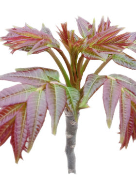 红油红香椿种子芽苗菜四季树籽
