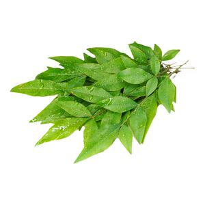 南天竹叶新鲜摆盘装饰点缀花草