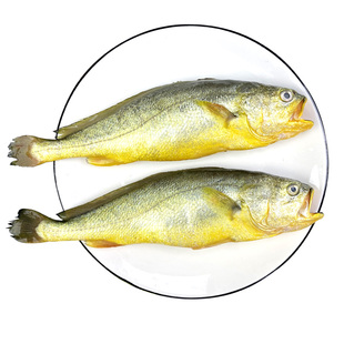 无冰 4条深海大黄鱼新鲜海捕黄花鱼鲜活冷冻小黄瓜鱼舟山海鲜水产