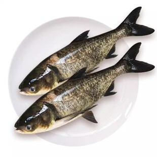 花鲢鱼苗淡水养殖食用四大家鱼冷水净化水质鲢鳙鱼苗胖头鱼大头鱼