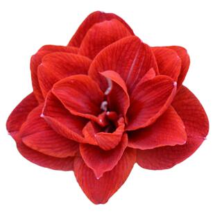 重瓣朱顶红樱桃妮芙女神裸根球红花节日喜庆 盆栽易养活