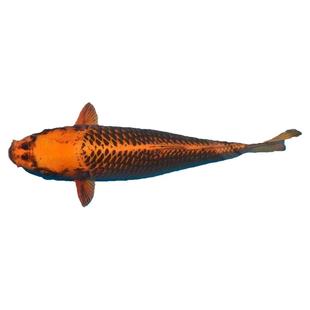 金松叶锦鲤鱼日系精品活体观赏鱼风水鱼淡水鱼招财冷水鱼红白三色