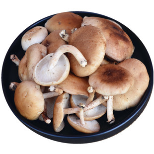 高山新鲜香菇香蕈香菌香信仿野生菌云南丽江土特产味道香顺丰包邮