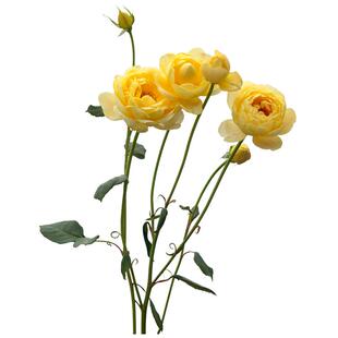 天狼月季歌笛国产自育月季玫瑰多季开花浓香耐热灌木型月季