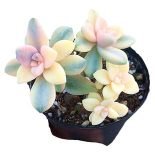 美杏锦群生 多肉植物 肉肉植物 萌肉肉组合盆栽 室内花卉 陌上花