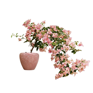 三角梅盆栽带花老桩重瓣四季鲜花期长开花卉绿植室内阳台好养绿植