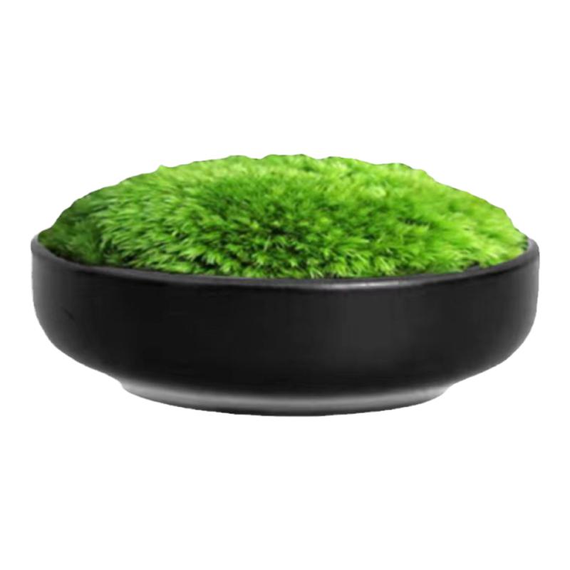 日式苔藓微景观小型桌面茶艺景观摆件鲜活苔藓创意迷你盆景新中式