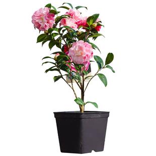 虹越茶花茶梅盆栽山茶花树苗大苗名贵四季茶花卉阳台庭院耐寒植物