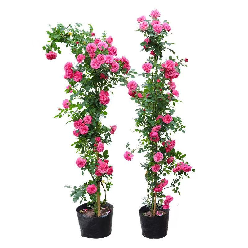 无刺蔷薇花苗爬藤四季老桩卉花苗