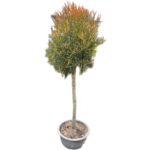 红珊瑚光棍树火焰木大戟科多肉庭院景观升级造景植物盆栽沙生植物