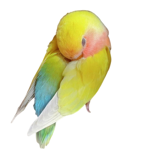 鹦鹉活鸟黄桃雏鸟手养牡丹紫罗兰幼鸟说话小宠物活体上手亲人半毛