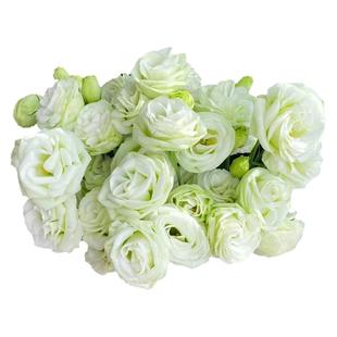 洋桔梗鲜花重瓣混色洋桔梗花束鲜花云南基地直发家用插花顺丰包邮