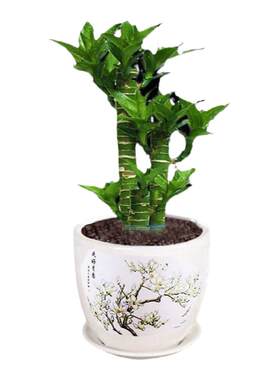 水培植物荷花竹水养盆栽室内花卉绿植文昌竹风水富贵竹净化空气好