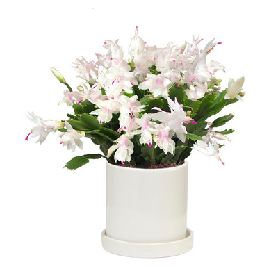 办公室内阳台四季易养蟹爪兰