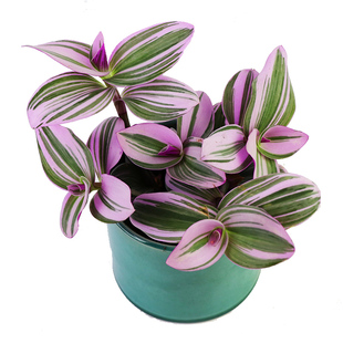 花与花器 大盆油画婚礼吊兰 紫露草锦青白玉吊兰室内阳台绿植盆栽