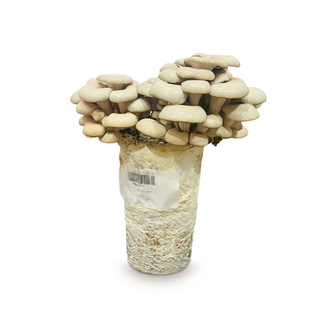 蘑菇种植包家庭自种种植蘑菇菌包儿童可食用平菇灵芝新鲜菌种盆栽